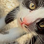 kitten, cat, closeup, whiskers, yellow_eyes, pink_nose, fur, black_and_white, pet, animal, curious, young, cute, outdoor, soft_light, portrait, feline, nature, small, mammal