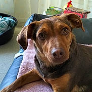 Ruby a rejoint le concours — aidez-le/la à gagner de superbes lots ! animal, architecture, beagle, building, canine, couch, cushion, dog, furniture, homedecor, hound, indoors, labradorretriever, linen, livingroom, pet, pointer, puppy, room, wood