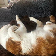 Itchy a rejoint le concours — aidez-le/la à gagner de superbes lots ! animal, blanket, cat, comfortable, couch, cozy, curled_up, domestic, feline, fur, home, indoor, orange_and_white, pet, pillow, quilted, relaxation, resting, sleeping, soft