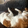 animal, blanket, cat, comfortable, couch, cozy, curled_up, domestic, feline, fur, home, indoor, orange_and_white, pet, pillow, quilted, relaxation, resting, sleeping, soft
