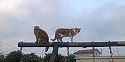 Itchy a rejoint le concours — aidez-le/la à gagner de superbes lots ! animal, backyard, cat, cloudy, curious, daytime, fence, flowers, garden, greenery, house, nature, outdoor, perched, pet, plant, sky, swing_set, two_cats, wood