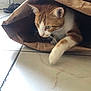 Itchy a rejoint le concours — aidez-le/la à gagner de superbes lots ! animal, brown, cat, closeup, curious, domestic_cat, feline, floor, green_eyes, household, indoor, orange_cat, paper_bag, paw, pet, playful, tile_floor, whiskers, white, white_cat