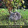 Njie a rejoint le concours — aidez-le/la à gagner de superbes lots ! cat, gray_cat, tabby, grass, bush, plant, outdoor, pet, animal, sleeping, nature, greenery, sunlight, relaxing, feline, closeup, daytime, mammal, cute, peaceful