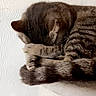 Njie a rejoint le concours — aidez-le/la à gagner de superbes lots ! cat, tabby, sleeping, paws, curled_up, animal, pet, feline, fur, resting, cozy, cat_tree, indoor, quiet, cute, whiskers, tail, texture, wall, relaxing