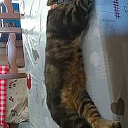 Chamallow participe au concours pour gagner de l'argent avec cette photo : cat, tabby, sleeping, table, tablecloth, indoor, furniture, person, relaxed, pet, collar, striped, home, cozy, resting, animal, mammal, domestic, cute, comfortable