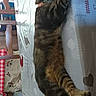 cat, tabby, sleeping, table, tablecloth, indoor, furniture, person, relaxed, pet, collar, striped, home, cozy, resting, animal, mammal, domestic, cute, comfortable