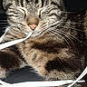 Chamallow participe au concours pour gagner de l'argent avec cette photo : cat, tabby, feline, pet, animal, whiskers, closed_eyes, playful, string, resting, fur, striped, cute, indoor, sleepy, relaxed, closeup, domestic, mammal, paw