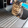cat, tabby_cat, sink, kitchen, bottle, sponges, dish_rack, countertop, domestic_animal, pet, indoor, curious, feline, striped, water_sink, household, cute, animal, funny, relaxed