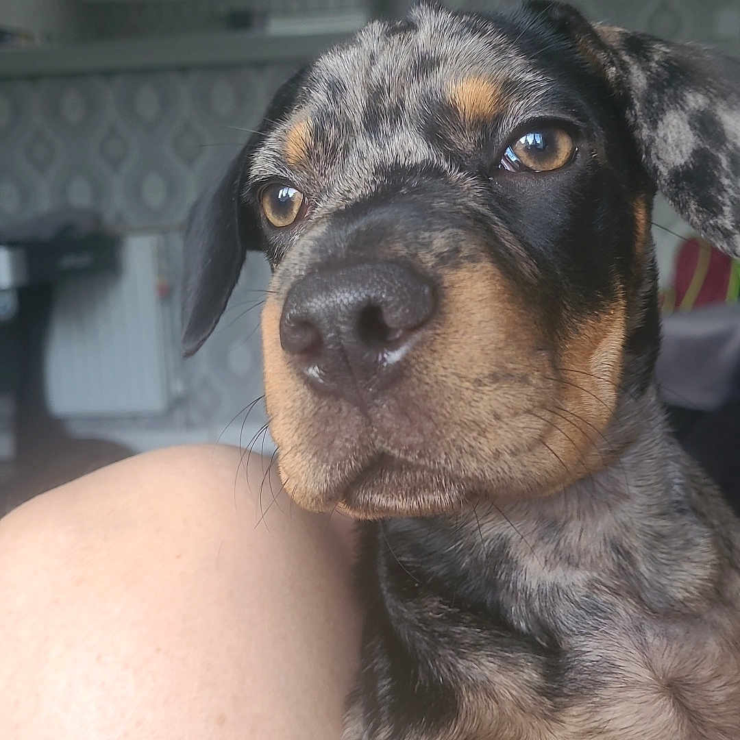 Nala is registered to the contest to win money with this photo: animal, brown_eyes, canine, close_up, dog, domestic_animal, ears, face, fur, human_skin, indoor, leg, living_room, mirror, patterned_fur, pet, portrait, resting, snout, wallpaper