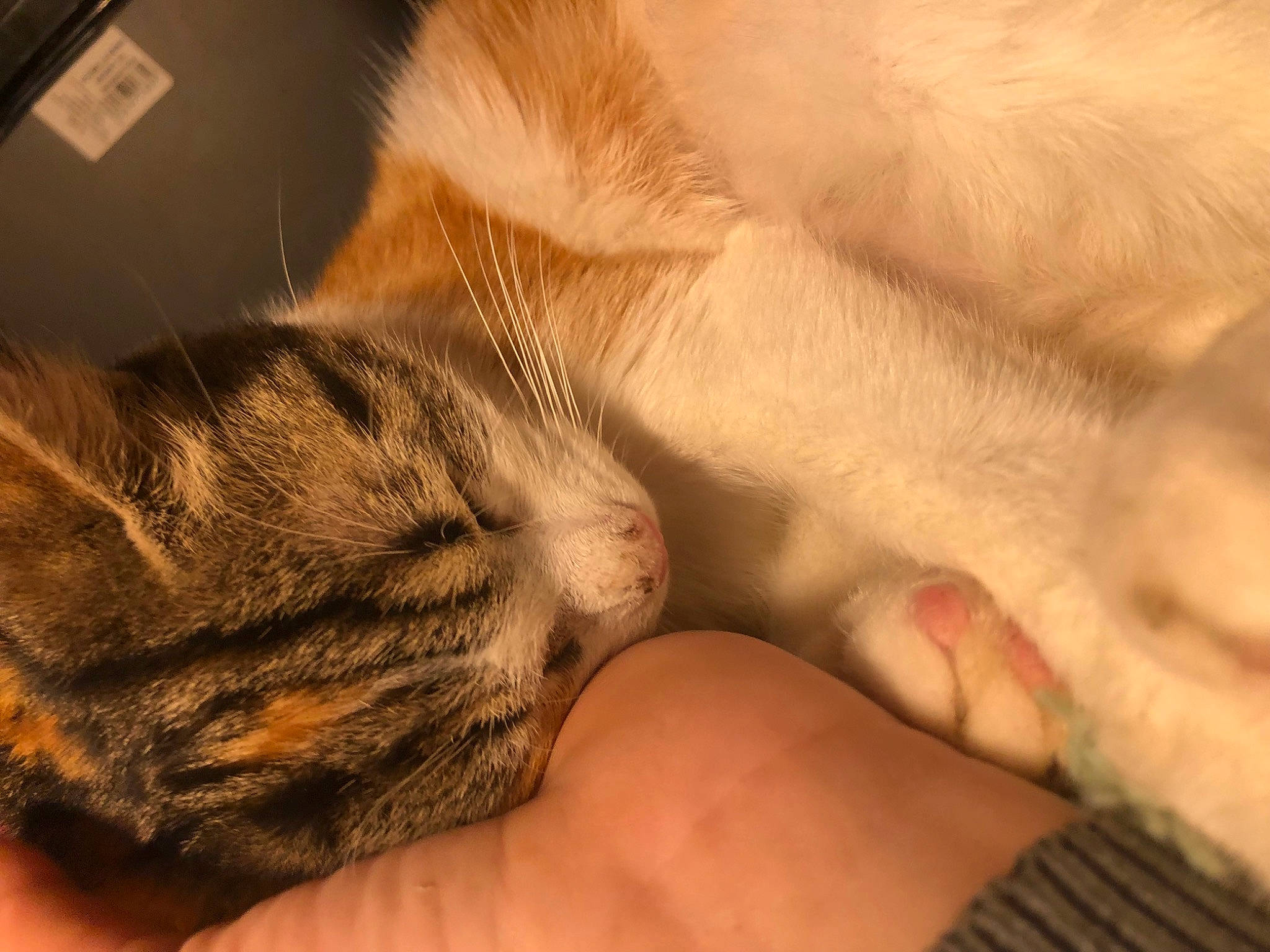 Enola participe au concours pour gagner de l'argent avec cette photo : bed, carnivore, cat, claw, comfort, domestic_short_haired_cat, ear, fawn, felidae, fur, gesture, human_leg, nail, nap, nose, paw, small_to_medium_sized_cats, snout, tail, whiskers