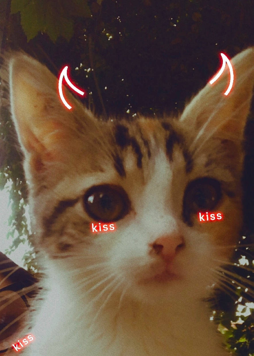 Enola a rejoint le concours — aidez-le/la à gagner de superbes lots ! carnivore, cat, christmas, christmas_decoration, christmas_eve, christmas_ornament, conifer, domestic_short_haired_cat, event, fawn, felidae, fur, holiday, night, ornament, small_to_medium_sized_cats, snout, tail, whiskers, window