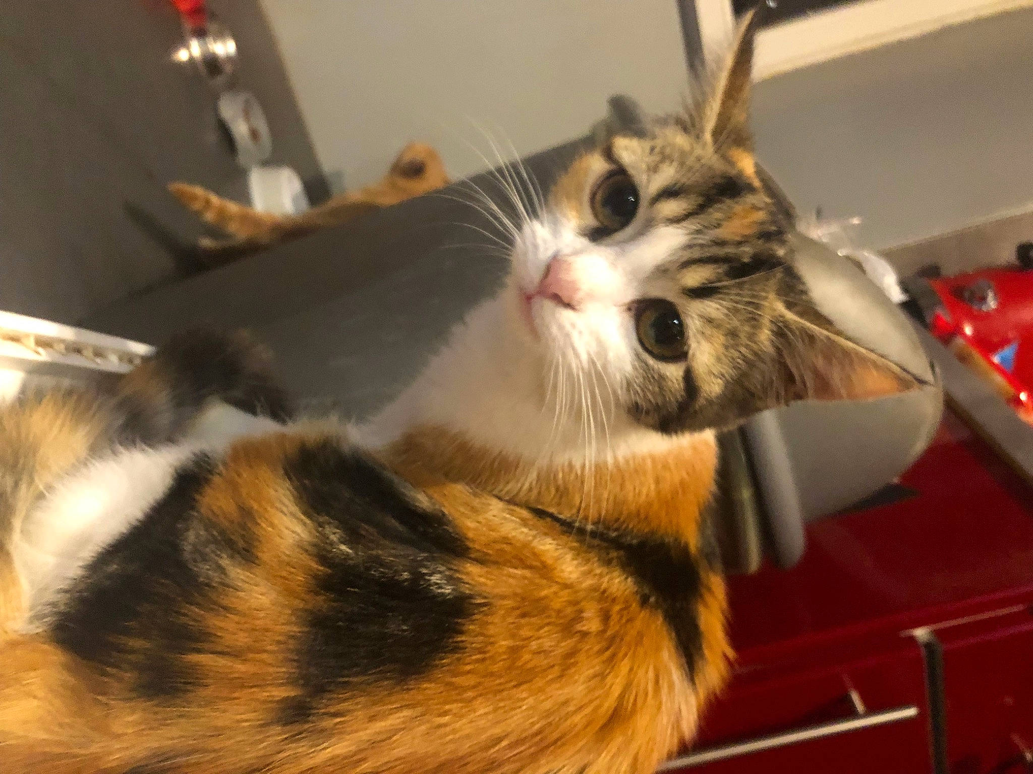 Enola participe au concours pour gagner de l'argent avec cette photo : box, carnivore, cat, claw, comfort, domestic_short_haired_cat, drawer, felidae, flooring, fur, paw, small_to_medium_sized_cats, snout, tail, whiskers, wood