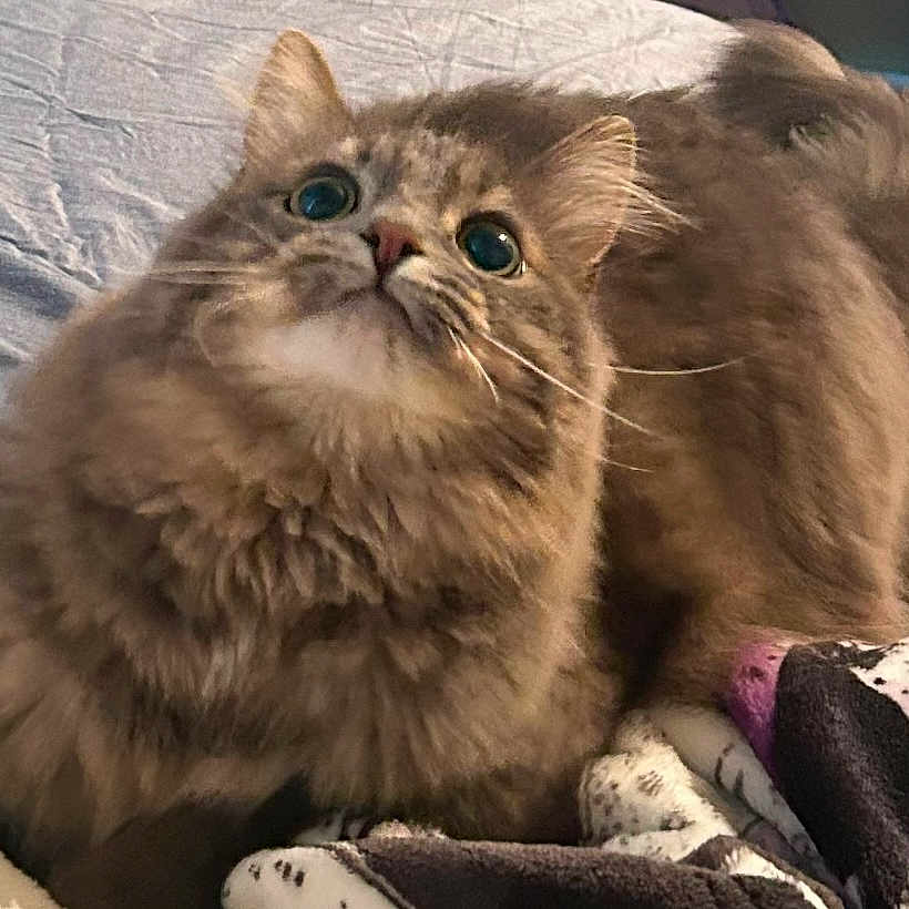 Wanda joined the competition — help win amazing prizes! abyssinian, angora, animal, blanket, brasssection, canine, cat, couch, dog, furniture, horn, kitten, manx, musicalinstrument, pet, rock, siamese, snout, toy