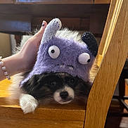 Milo is registered to the contest to win money with this photo: dog, puppy, hat, knit_hat, purple, wooden_chair, hand, cute, pet, indoors, fur, black_and_white, animal, resting, cozy, adorable, closeup, face, eyes, whiskers