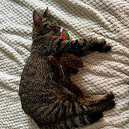 Tylia a rejoint le concours — aidez-le/la à gagner de superbes lots ! cat, tabby_cat, sleeping, toy, plush_toy, duck_toy, blanket, white_blanket, cozy, pet, feline, resting, fur, striped, cute, indoor, animal, soft, relaxed, comfort