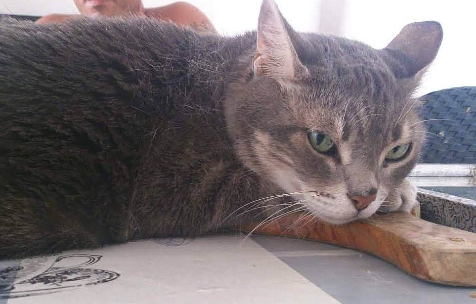 Gucci a rejoint le concours — aidez-le/la à gagner de superbes lots ! carnivore, cat, cat_supply, comfort, domestic_short_haired_cat, felidae, fur, grey, sitting, small_to_medium_sized_cats, whiskers