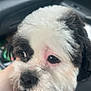 Buddy joined the competition — help win amazing prizes! dog, pet, animal, black_and_white, fur, hand, car_interior, close_up, cute, face, nose, eyes, fluffy, mammal, portrait, domestic_animal, companion, young, canine, soft