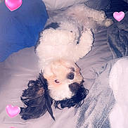 Buddy is registered to the contest to win money with this photo: dog, bed, blanket, pillow, black_and_white, fluffy, lying_down, upside_down, indoor, pet, cute, hearts, pink_hearts, cozy, resting, fur, animal, sleepy, soft, relaxing