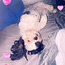 dog, bed, blanket, pillow, black_and_white, fluffy, lying_down, upside_down, indoor, pet, cute, hearts, pink_hearts, cozy, resting, fur, animal, sleepy, soft, relaxing