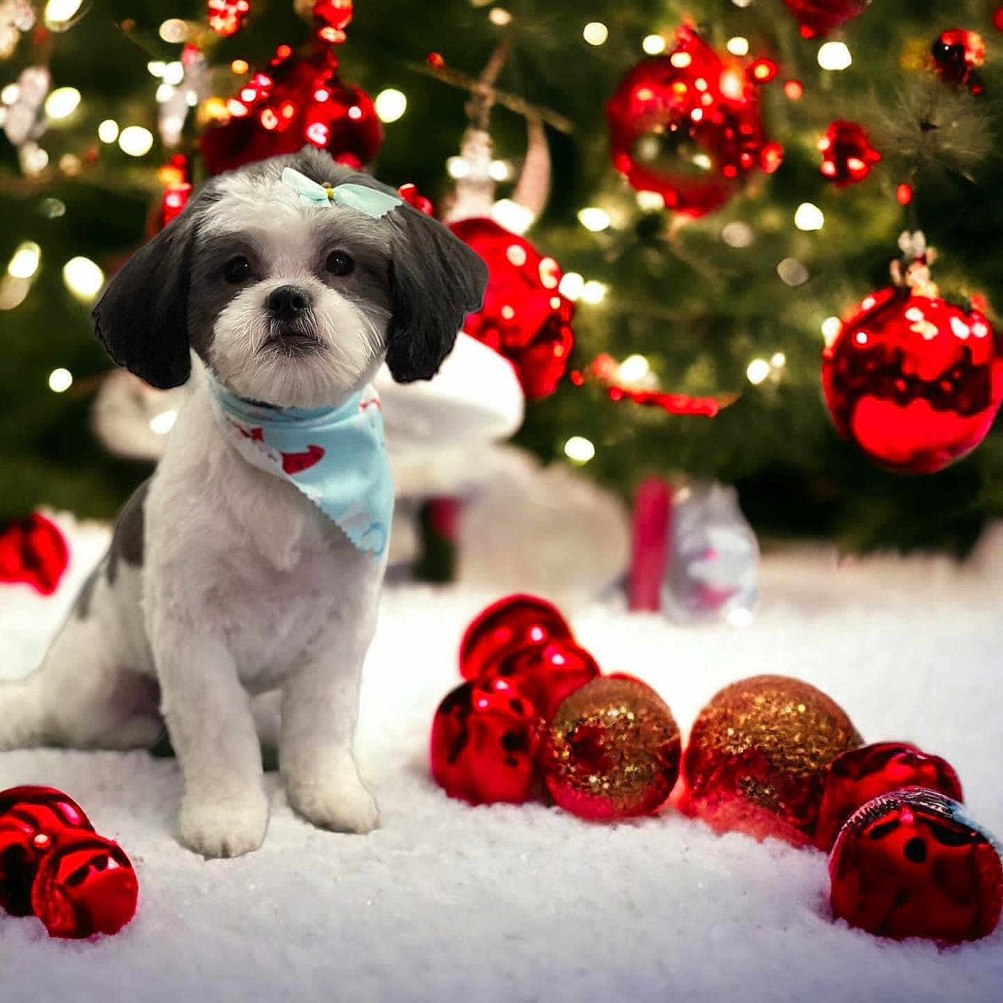 Bella joined the competition — help win amazing prizes! americanfootball, americanfootballball, animal, ball, canine, christmas, christmasdecorations, christmastree, dog, dogbed, festival, football, pet, puppy, sport, whitedog