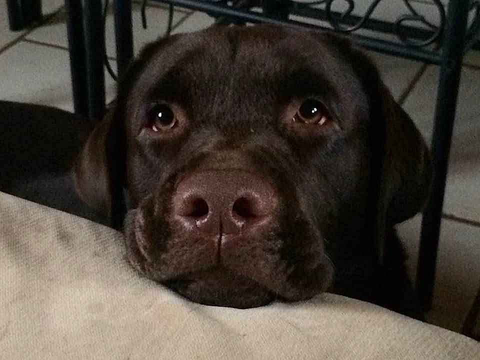 Juke participe au concours pour gagner de l'argent avec cette photo : borador, canidae, carnivore, companion_dog, dog, dog_breed, fence, fur, gun_dog, hunting_dog, liver, metal, non_sporting_group, snout, sporting_group, terrestrial_animal, whiskers, working_animal