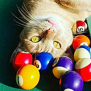 Pacha a rejoint le concours — aidez-le/la à gagner de superbes lots ! cat, billiard_balls, pool_table, yellow_eyes, closeup, pet, animal, playing, colorful, recreation, indoor, fur, whiskers, curious, leisure, game, orange_cat, relaxed, focus, entertainment