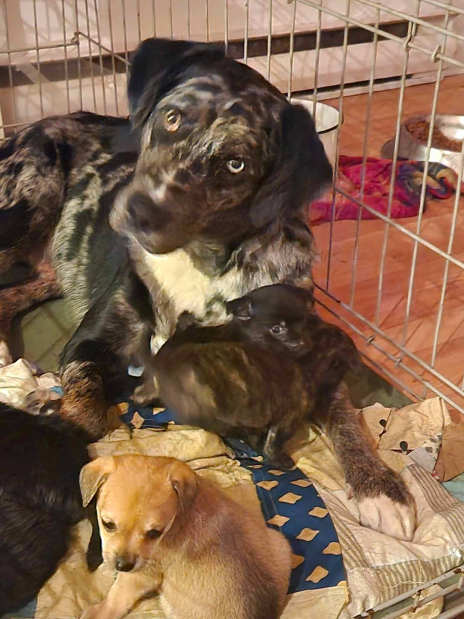 Billy Bob joined the competition — help win amazing prizes! animal_shelter, canidae, carnivore, collar, companion_dog, dog, dog_breed, dog_collar, dog_crate, dog_supply, fawn, fence, fur, guard_dog, liver, pet_supply, snout, sporting_group, wheel, working_animal