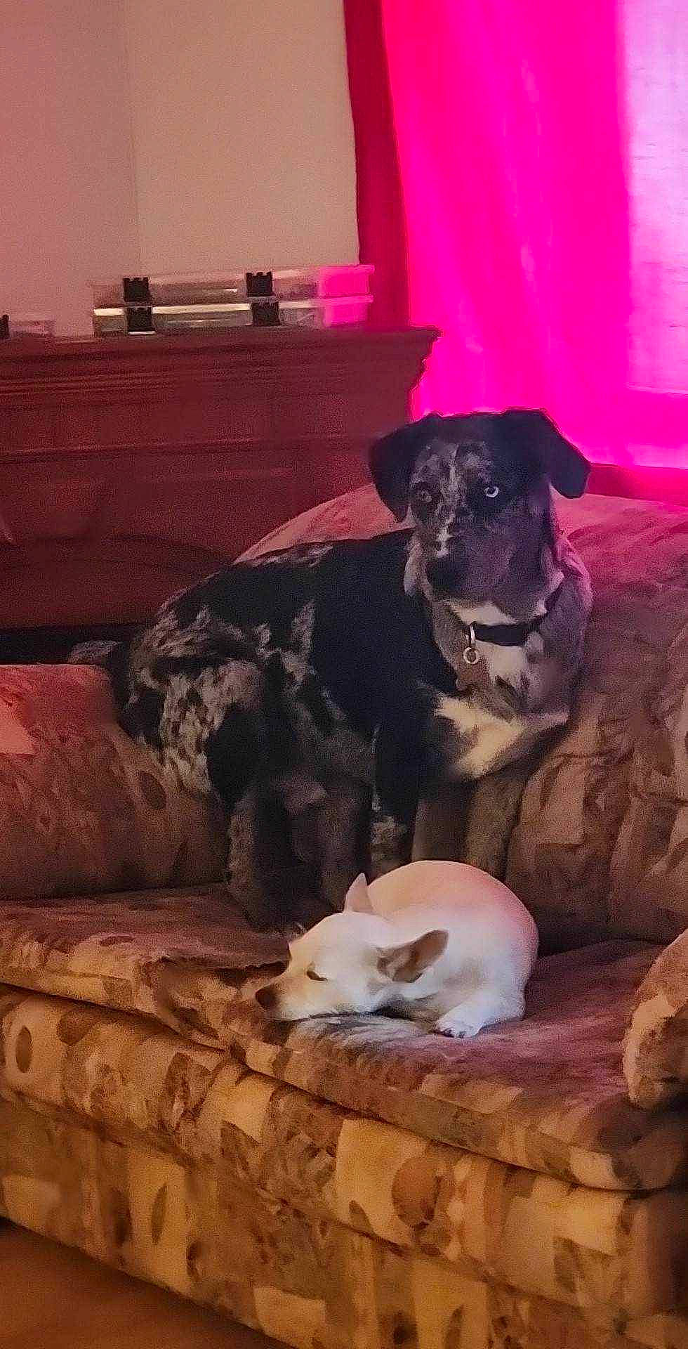 Billy Bob joined the competition — help win amazing prizes! carnivore, cat, comfort, companion_dog, couch, dog, dog_breed, fawn, fur, guard_dog, hardwood, living_room, magenta, room, sleeper_chair, sporting_group, wood, working_animal