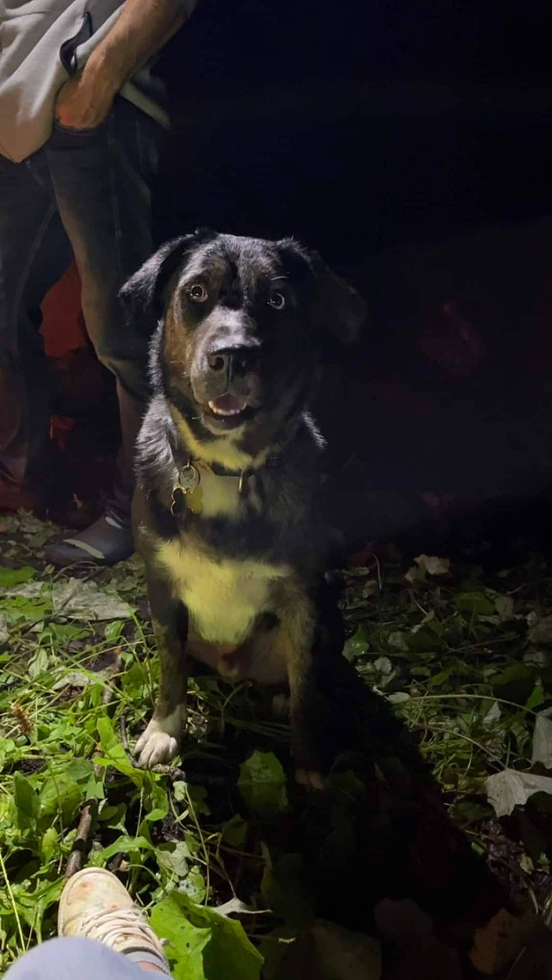 Billy Bob joined the competition — help win amazing prizes! borador, canidae, carnivore, companion_dog, darkness, dog, dog_breed, dog_collar, grass, guard_dog, personal_protective_equipment, plant, recreation, snout, sporting_group, tail, terrestrial_animal, whiskers, working_animal, working_dog