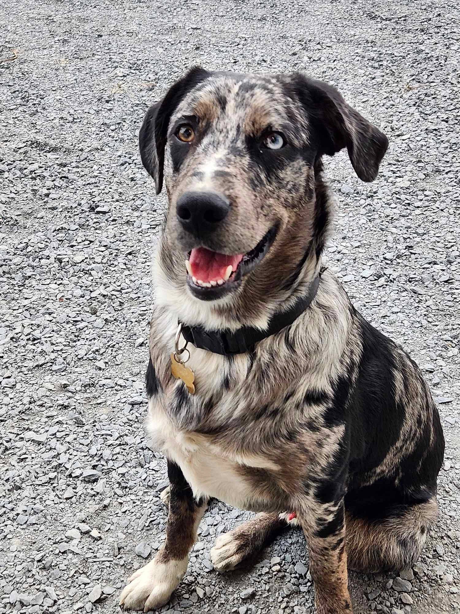 Billy Bob joined the competition — help win amazing prizes! carnivore, collar, companion_dog, dog, dog_breed, dog_collar, fur, guard_dog, snout, sporting_group, terrestrial_animal, whiskers, working_animal, working_dog