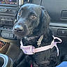 dog, black_dog, pet, car_interior, dashboard, harness, seat, leash, vehicle, curious, animal, companion, transportation, closeup, indoor, cute, fur, eyes, snout, seatbelt