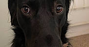 Ellie joined the competition — help win amazing prizes! dog, black_dog, close_up, indoor, pet, animal, brown_eyes, fur, carpet, headboard, curly_fur, portrait, looking, cute, domestic_animal, mammal, face, canine, whiskers, snout