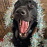 dog, black_dog, tinsel, holiday_decor, indoor, carpet, happy, tongue_out, mouth_open, celebration, festive, pet, animal, close_up, smiling, excited, cheerful, home, decorations, canine