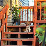 Persilla joined the competition — help win amazing prizes! puppy, dog, stairs, wooden_stairs, porch, plant, potted_plant, sunlight, outdoor, pet, animal, wood, railing, fence, leaves, small_dog, young_dog, home, nature, daylight