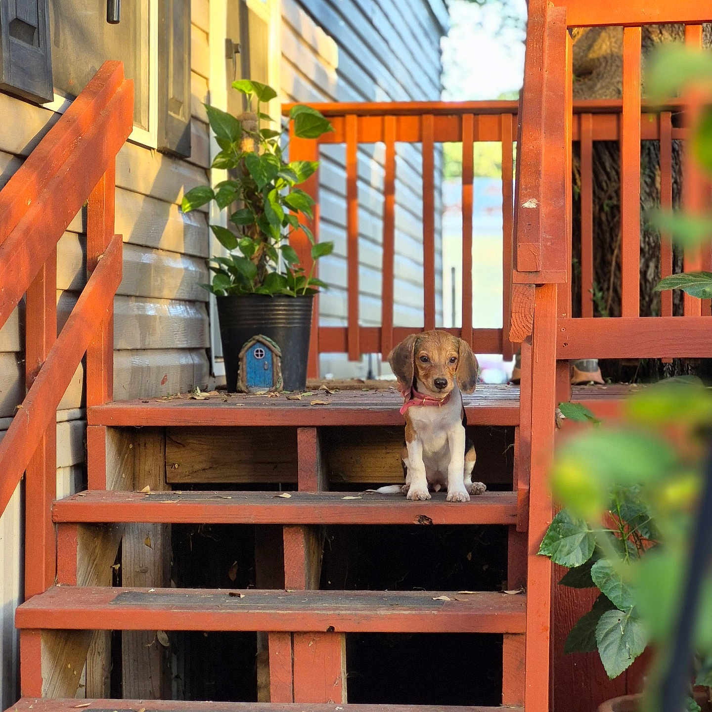 Persilla joined the competition — help win amazing prizes! animal, daylight, dog, fence, home, leaves, nature, outdoor, pet, plant, porch, potted_plant, puppy, railing, small_dog, stairs, sunlight, wood, wooden_stairs, young_dog