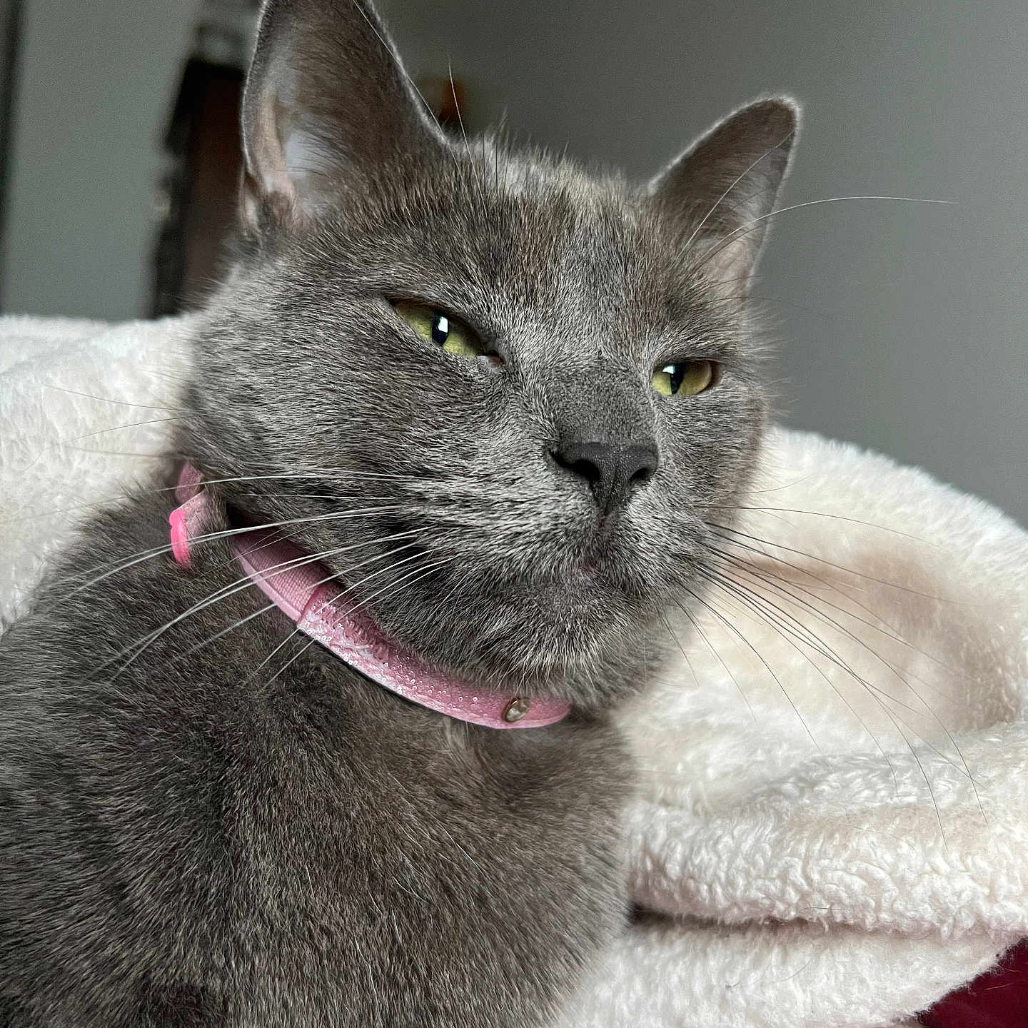 Journey is registered to the contest to win money with this photo: animal, blanket, cat, close_up, collar, cute, domestic_cat, ears, face, feline, fur, gray_cat, green_eyes, indoor, pet, pink_collar, portrait, resting, soft_texture, whiskers