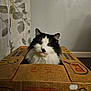 Tippy joined the competition — help win amazing prizes! animal, banana_box, black_and_white, box, cardboard, cat, cozy, curious, curtain, cute, domestic_cat, feline, fluffy, fur, home, household, indoor, looking, pet, sitting
