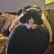 Tippy is registered to the contest to win money with this photo: animal, black_and_white, cardboard_box, cat, chair, comfort, cozy, cushion, domestic, feline, fur, home, indoor, lazy, living_room, looking, pet, relaxed, resting, whiskers