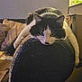 animal, black_and_white, cardboard_box, cat, chair, comfort, cozy, cushion, domestic, feline, fur, home, indoor, lazy, living_room, looking, pet, relaxed, resting, whiskers