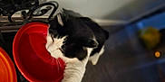 Tippy is registered to the contest to win money with this photo: animal, black_and_white, blurred_background, bowl, cat, close_up, container, curious, domestic, feline, floor, food_bowl, home, indoor, paw, pet, reaching, red, wall, whiskers