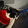 animal, black_and_white, blurred_background, bowl, cat, close_up, container, curious, domestic, feline, floor, food_bowl, home, indoor, paw, pet, reaching, red, wall, whiskers