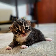 Little Foot joined the competition — help win amazing prizes! kitten, cat, baby_animal, fur, carpet, cute, small, pet, animal, whiskers, paws, indoor, young, feline, mammal, adorable, lying_down, soft, close_up, curious