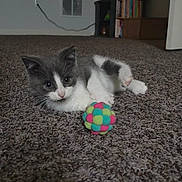 Luna is registered to the contest to win money with this photo: animal, carpet, carpet_texture, cat, close_up, cute, domestic_cat, feline, floor, gray_cat, house, indoor, kitten, paw, pet, playful, resting, toy_ball, white_cat, young_cat