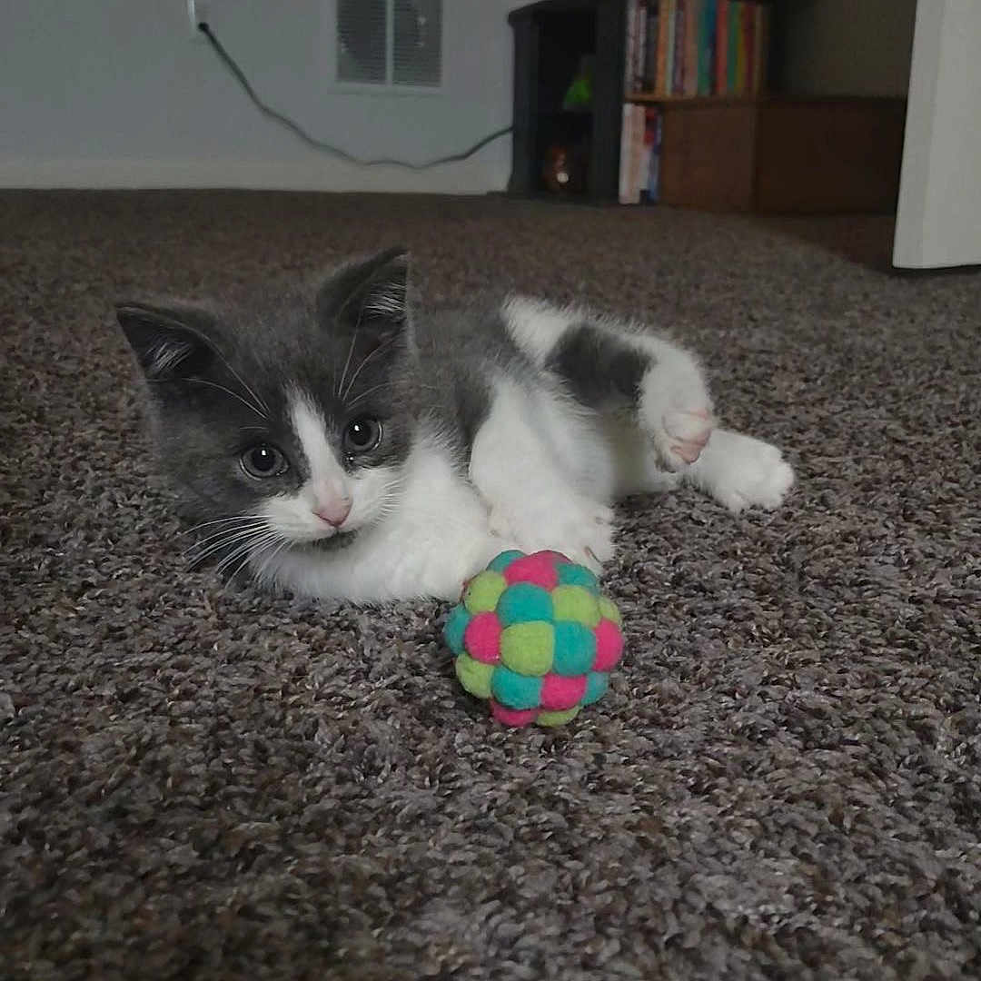Luna is registered to the contest to win money with this photo: animal, carpet, carpet_texture, cat, close_up, cute, domestic_cat, feline, floor, gray_cat, house, indoor, kitten, paw, pet, playful, resting, toy_ball, white_cat, young_cat