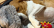 Raya a rejoint le concours — aidez-le/la à gagner de superbes lots ! bed, blanket, brown, canine, comfort, cozy, cute, dog, fur, household, indoor, paw, pet, relaxed, resting, sleeping, snout, toy, white, wood_floor