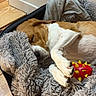 bed, blanket, brown, canine, comfort, cozy, cute, dog, fur, household, indoor, paw, pet, relaxed, resting, sleeping, snout, toy, white, wood_floor