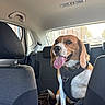 Raya participe au concours pour gagner de l'argent avec cette photo : animal, backseat, beagle, canine, car, collar, daytime, dog, domestic_animal, happy, harness, interior, pet, road, seat, sunlight, tongue_out, transportation, vehicle, window