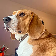 Raya participe au concours pour gagner de l'argent avec cette photo : animal, beagle, brown, canine, close_up, collar, dog, domestic, ear, face, floor, furniture, indoor, pet, plant, pot, side_profile, tile_floor, wall, white