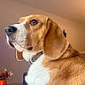 animal, beagle, brown, canine, close_up, collar, dog, domestic, ear, face, floor, furniture, indoor, pet, plant, pot, side_profile, tile_floor, wall, white