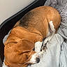 Raya a rejoint le concours — aidez-le/la à gagner de superbes lots ! animal, beagle, bed, blanket, brown, comfort, cozy, cute, dog, ears, fur, home, indoor, napping, paw, pet, relaxation, resting, sleeping, white